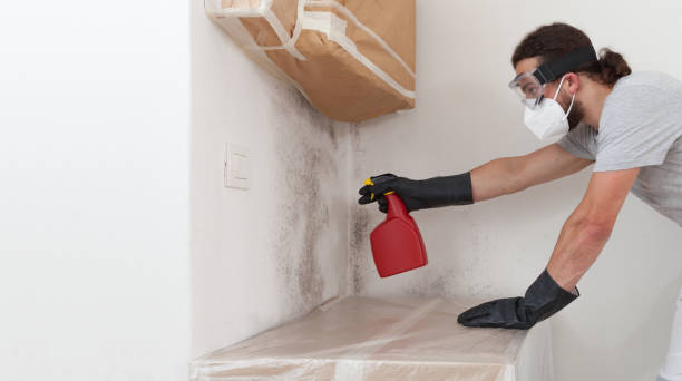 Professional Mold Removal technician working in Rhodesdale, MD